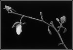 Magnolia Bud on Branch